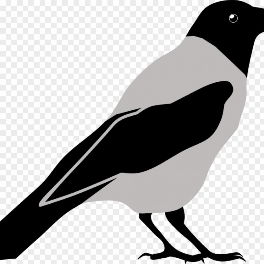 Crow Clip Art Vector Graphics Image PNG