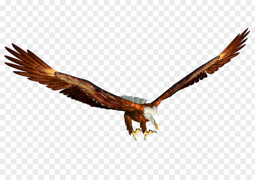 Eagle Image, Free Download Bald Hawk Beak Fauna PNG