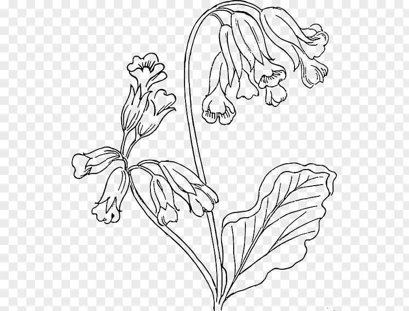 Flower Outlines Cowslip Drawing Clip Art PNG