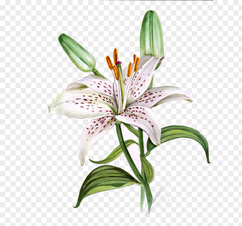Orange Lily Order Flower Cartoon PNG