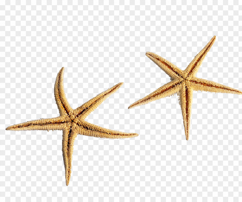 Pentagon Starfish Sea Ocean PNG