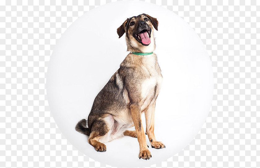 Puppy Dog Breed Leash Snout PNG
