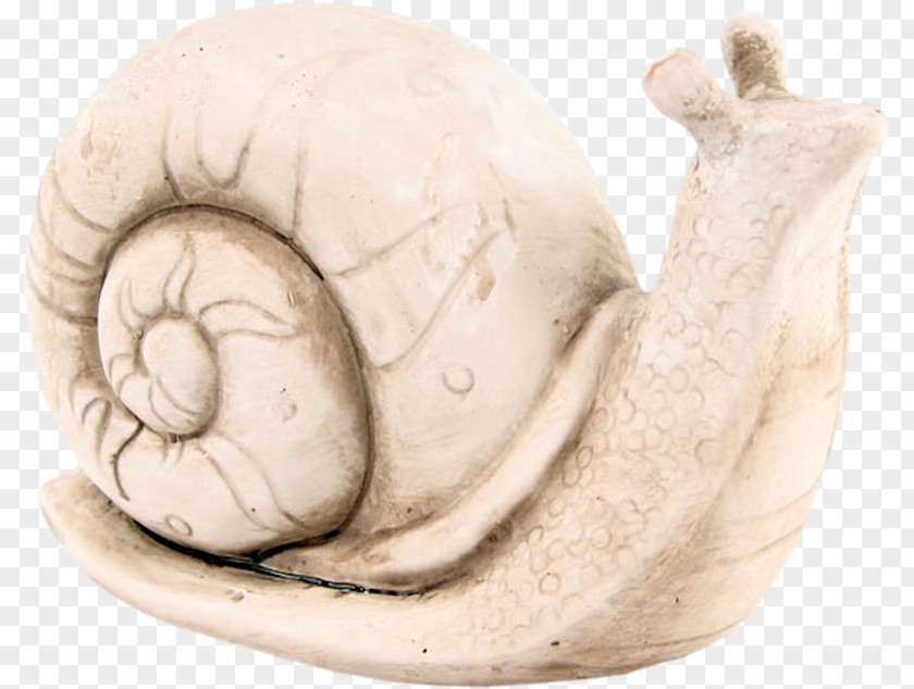 Snail Model Decoration Orthogastropoda Scale PNG