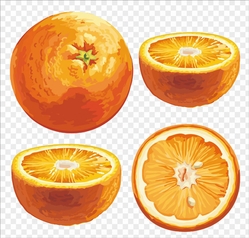 Sweet Oranges Orange Citrus Xd7 Sinensis Android Clip Art PNG