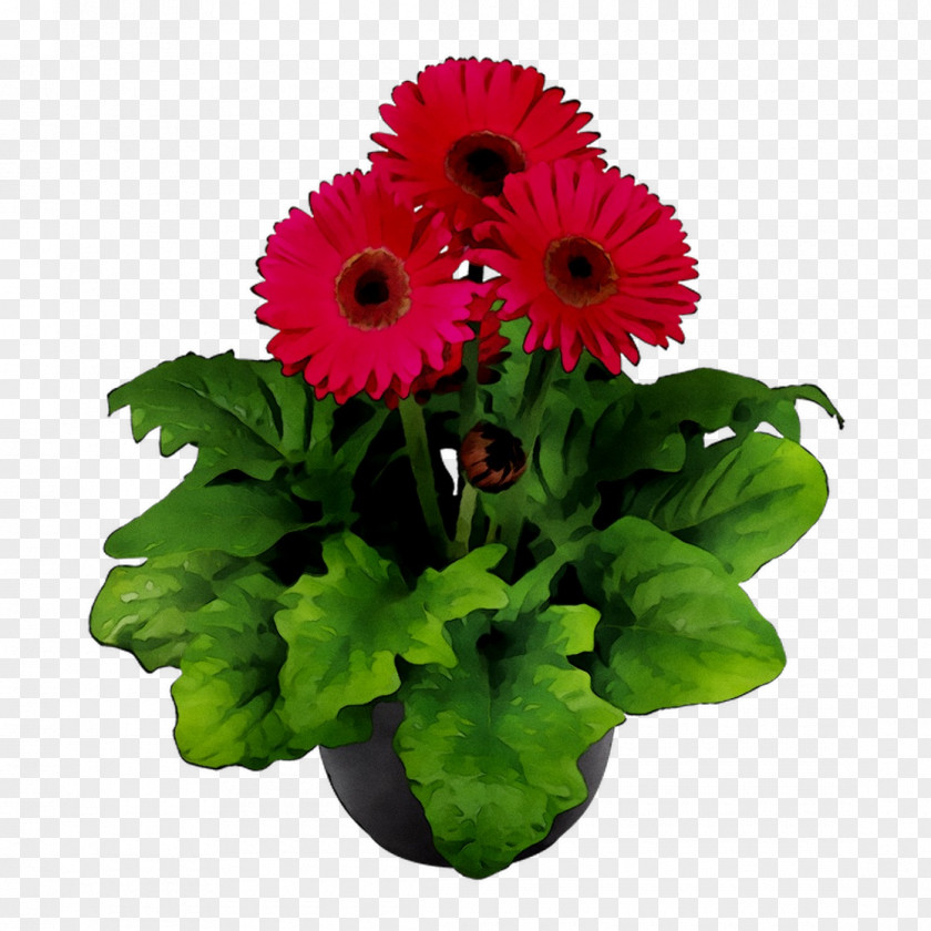 Transvaal Daisy Flowerpot Floral Design Cut Flowers PNG