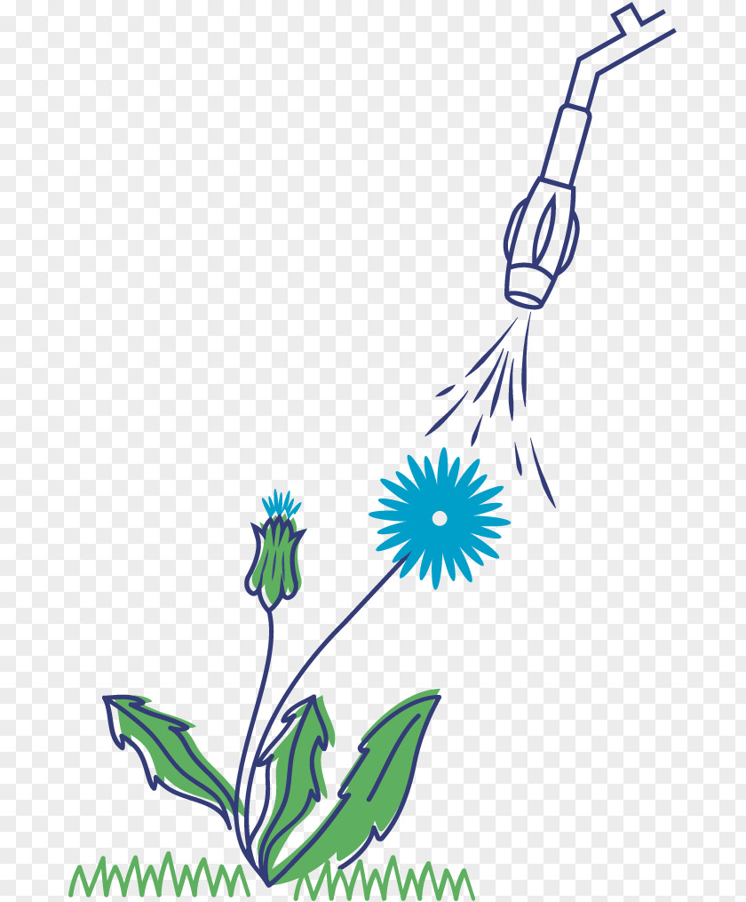Dandelion Herbicide Glyphosate Plant Weed PNG