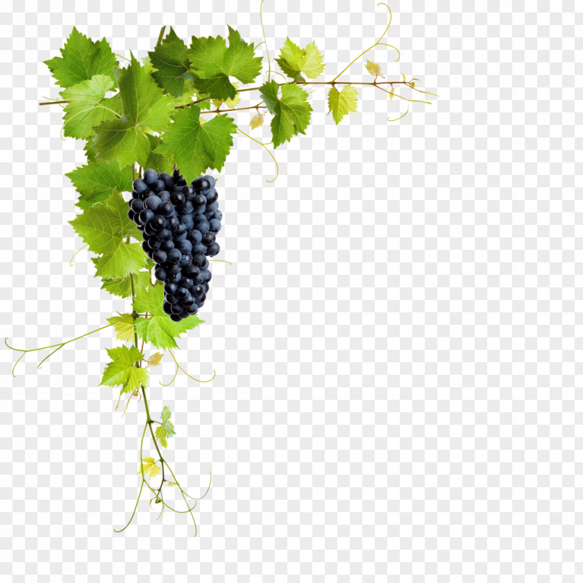 Grape Common Vine Stock Photography Stock.xchng Royalty-free Image PNG