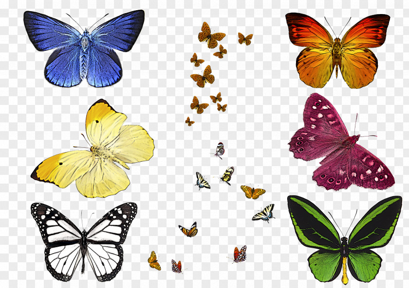 Moths And Butterflies Butterfly Cynthia (subgenus) Insect Pollinator PNG
