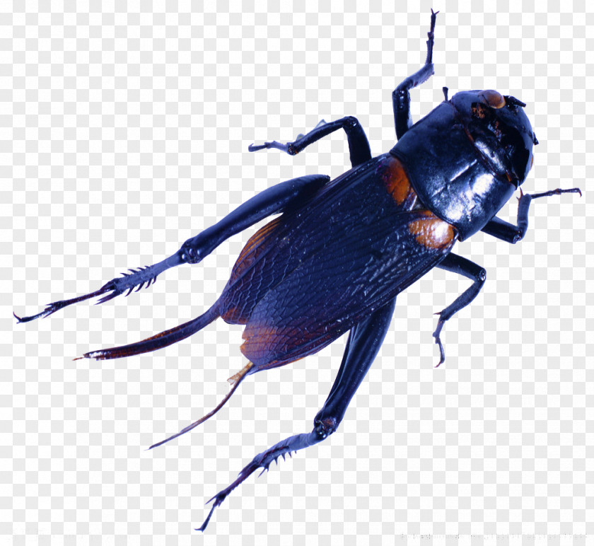 Cricket Insect Cengkerik PNG