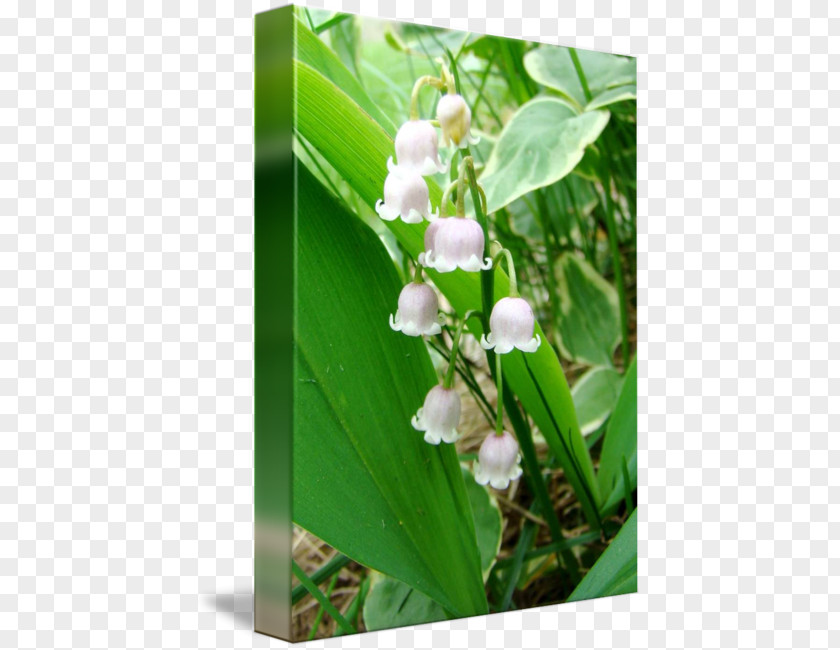 Lily Of The Valley Wildflower Lawn PNG