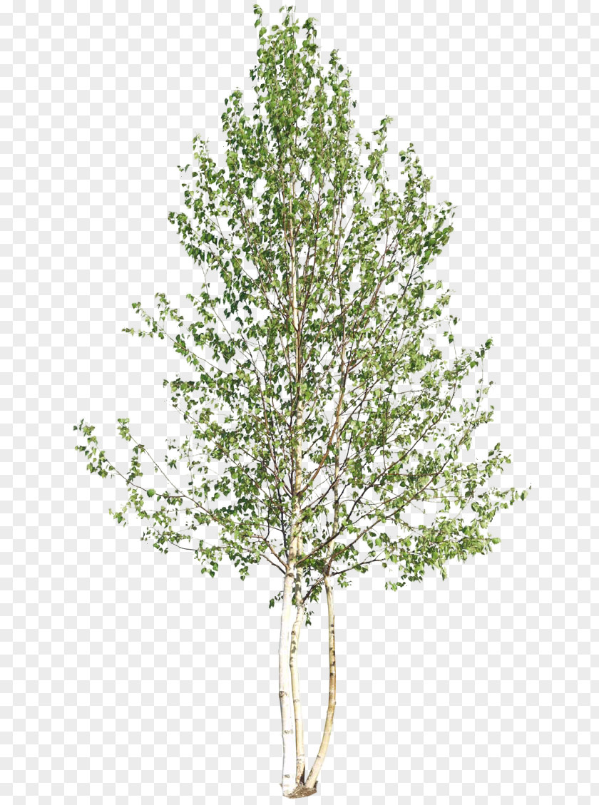 Tree Top Woody Plant Shrub PNG
