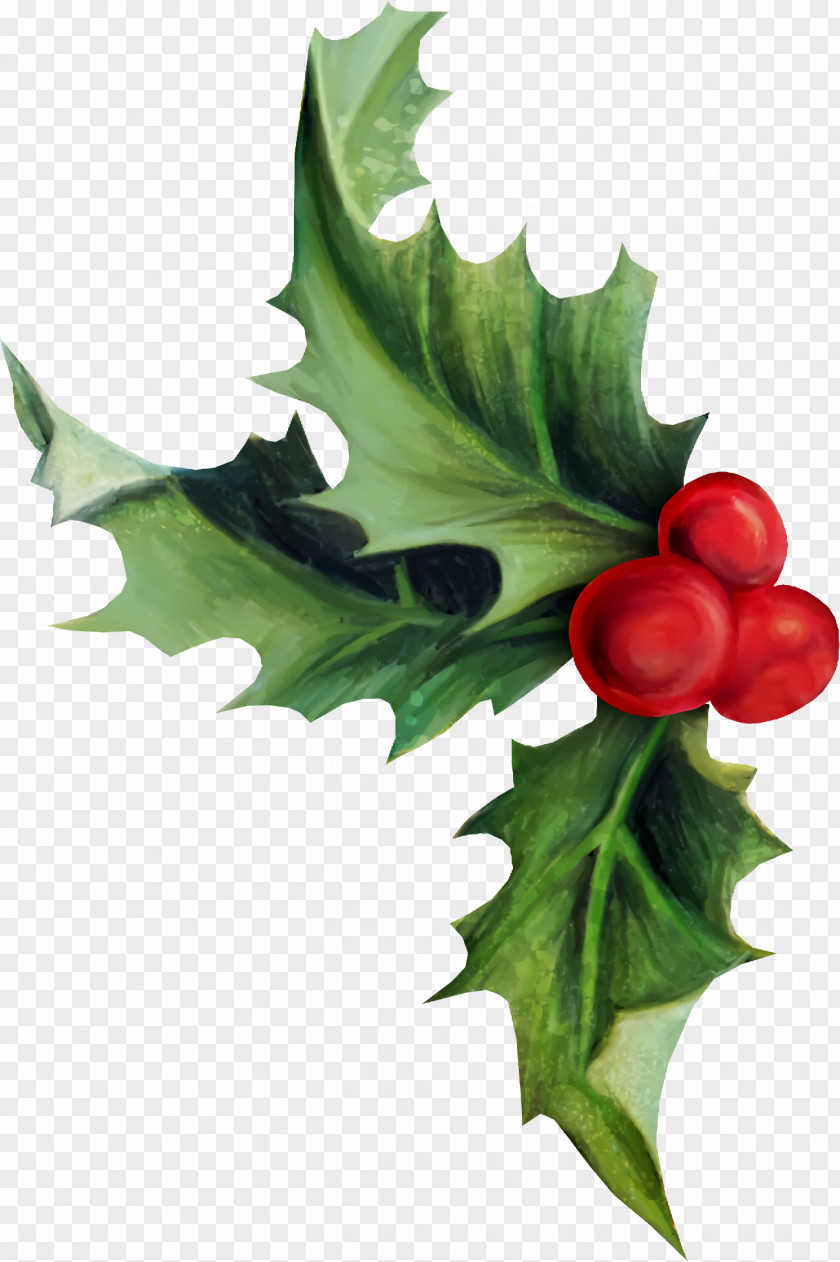 Branch Plane Holly Christmas PNG