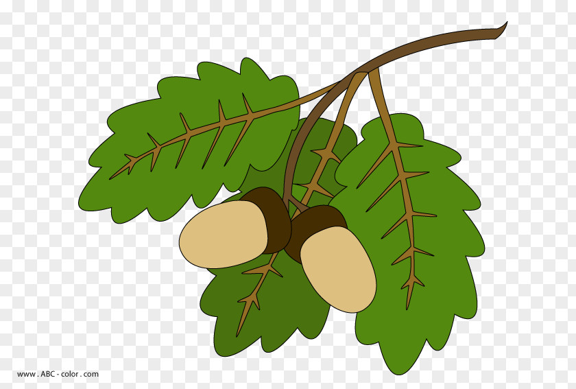 Leaf Maple Acorn Tree Clip Art PNG