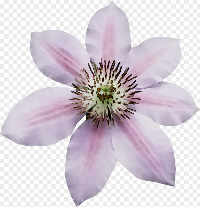 Leather Flower PNG