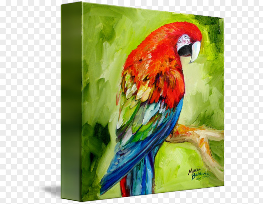 Painting Macaw Watercolor Parrot Canvas PNG