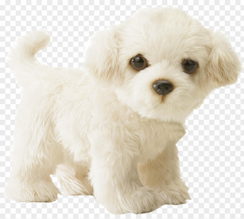 Poodle Maltese Dog Puppy Stuffed Animals & Cuddly Toys Infant PNG