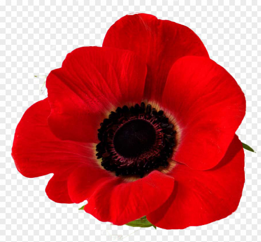 Poppy Remembrance Down To Earth Garden Flowers Common PNG