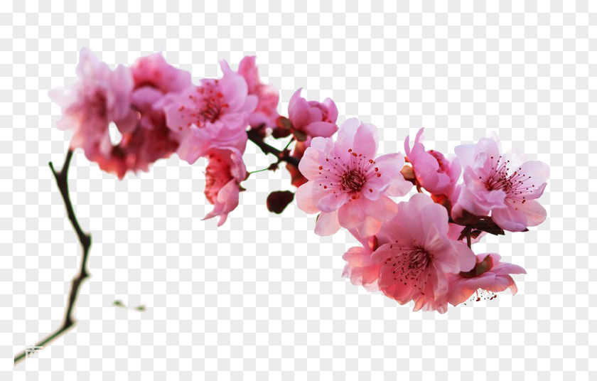 Sign Winter Plum Blossom PNG