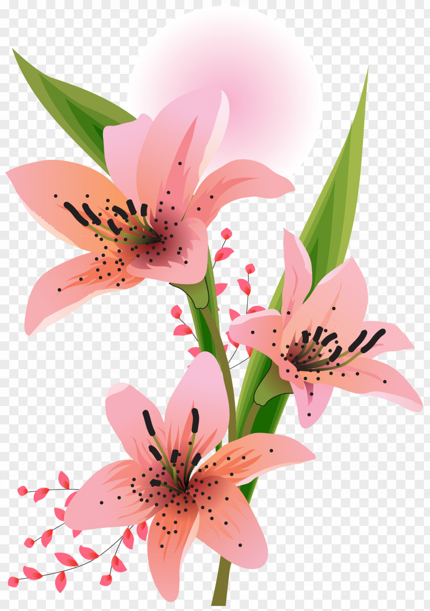 Flores Blancas Lilium Clip Art PNG