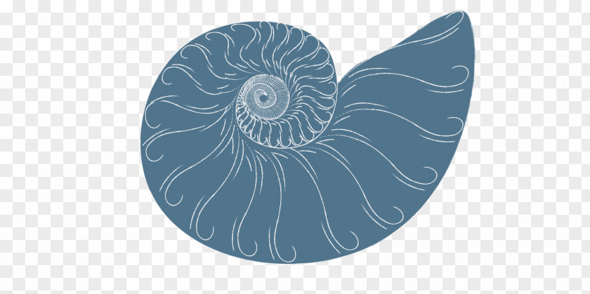 Massege Invertebrate Nautiluses Spiral Circle Microsoft Azure PNG