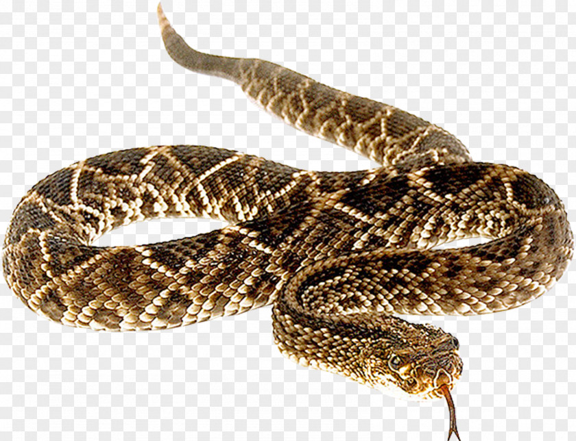 Snake Pattern Snakes Clip Art Reptile Vipers PNG