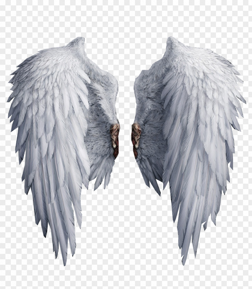 White Wings Clip Art PNG