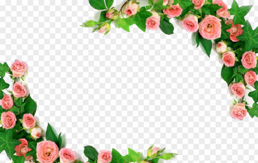 Pink Roses Border Rose U30c7u30a3u30aau30fcu30cd U5409u7965u5bfau5e97 Photography Royalty-free PNG