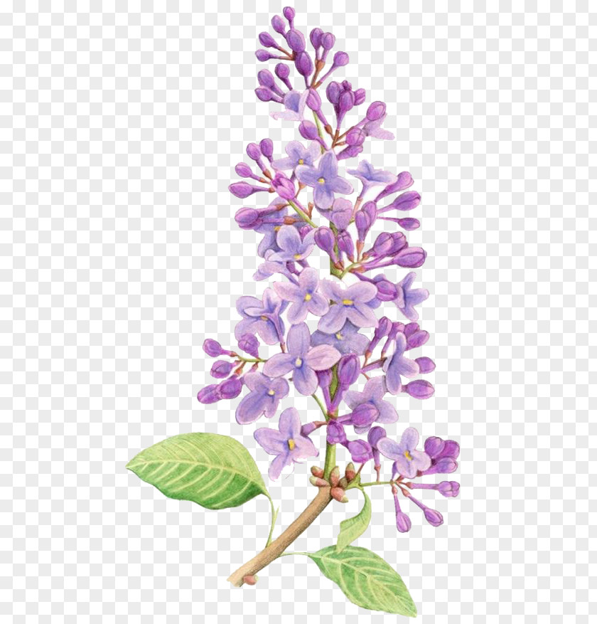 Purple Flowers Lilac Flower Drawing Tattoo Watercolor Painting PNG