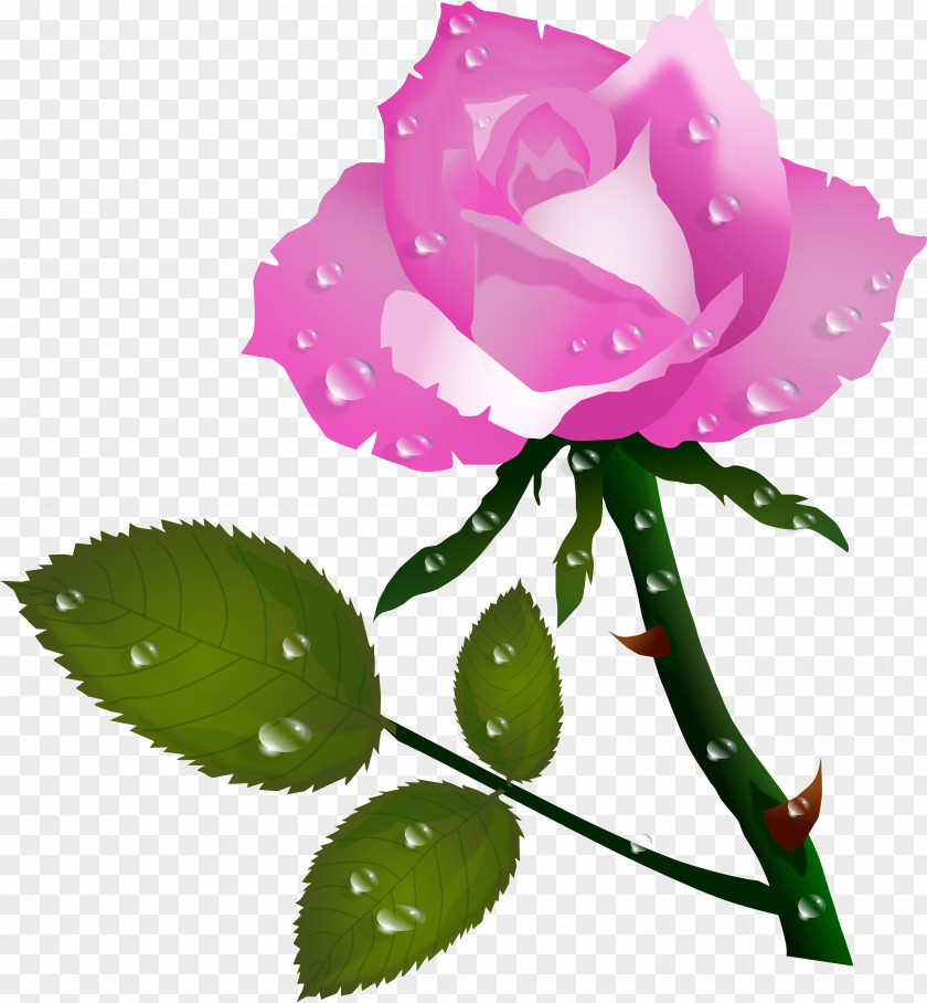 Rose Flower Color Clip Art PNG