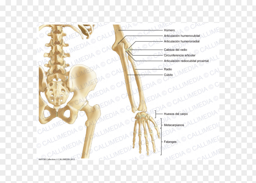 Skeleton Pelvis Bone Forearm Anatomy Human PNG