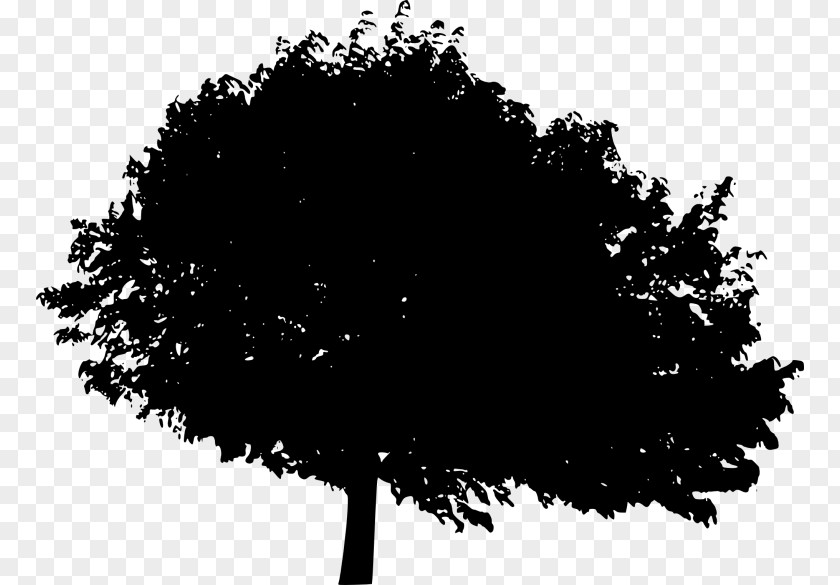 Tree Silhoutte Image Desktop Wallpaper Silhouette Photograph PNG