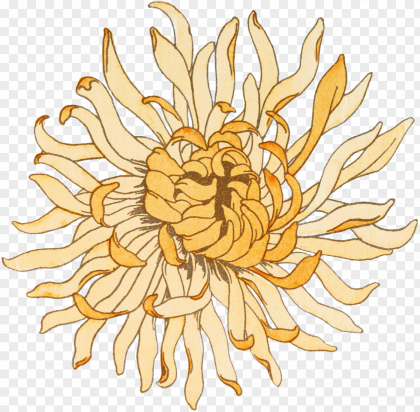 Chrysanthemum Artist Cut Flowers PNG