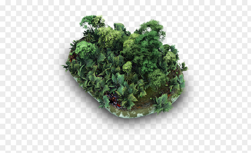 Grassy Stone Plant Kale Herb Flowerpot Shrub PNG