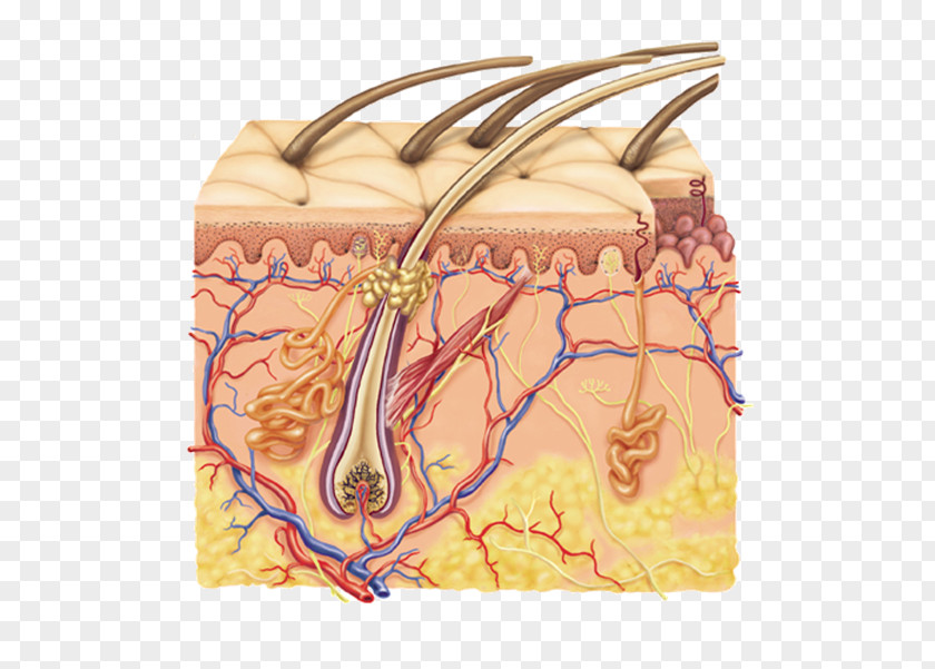 Organs Subcutaneous Tissue Human Skin Integumentary System Dermis PNG