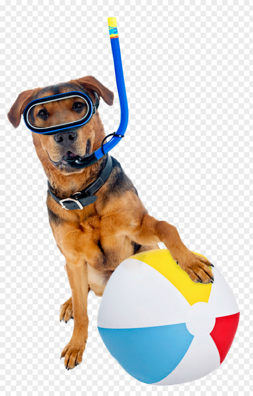 Ball Dog Breed Stock Photography Royalty-free PNG