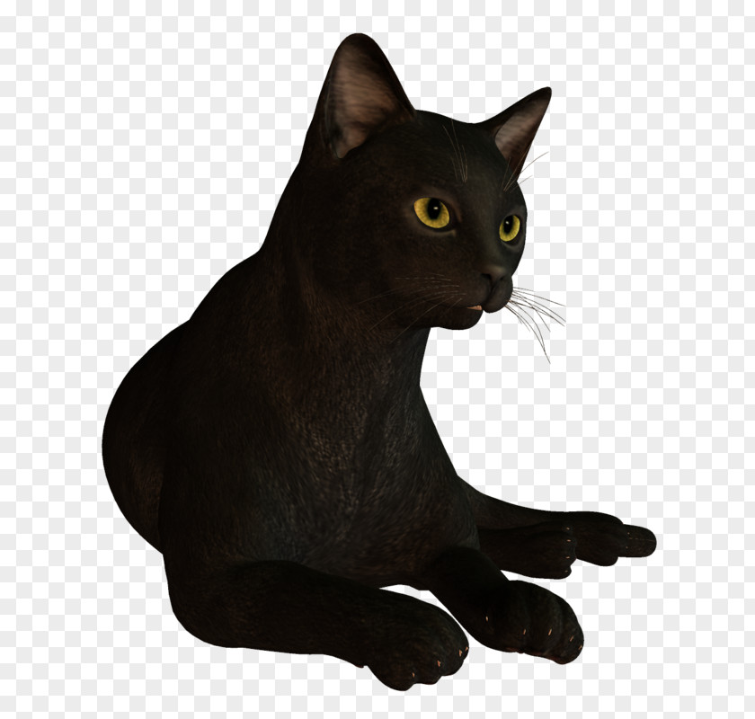 Chats Poster Bombay Cat Korat Havana Brown Wildcat Russian Blue PNG