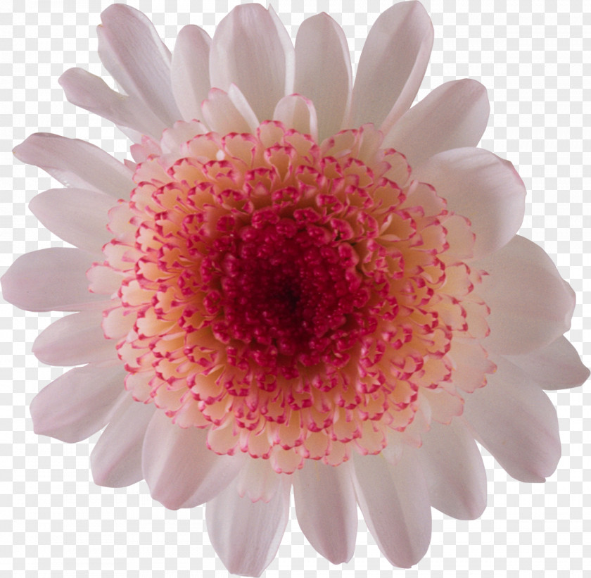 Chrysanthemum Painting Flowers Watercolor PNG