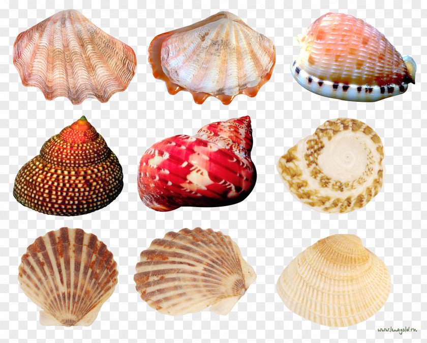 Creative Scallops Conch Collection Cockle Seashell Conchology PNG