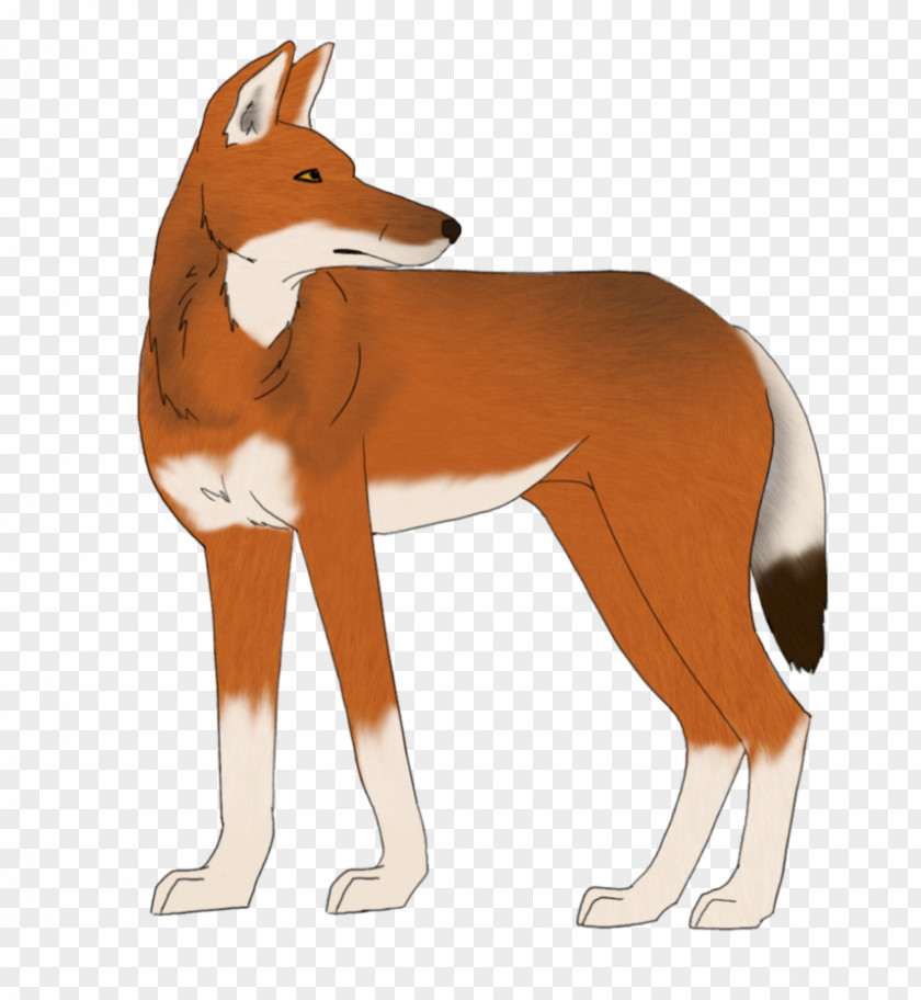 Dog Red Fox Ethiopian Wolf Drawing PNG