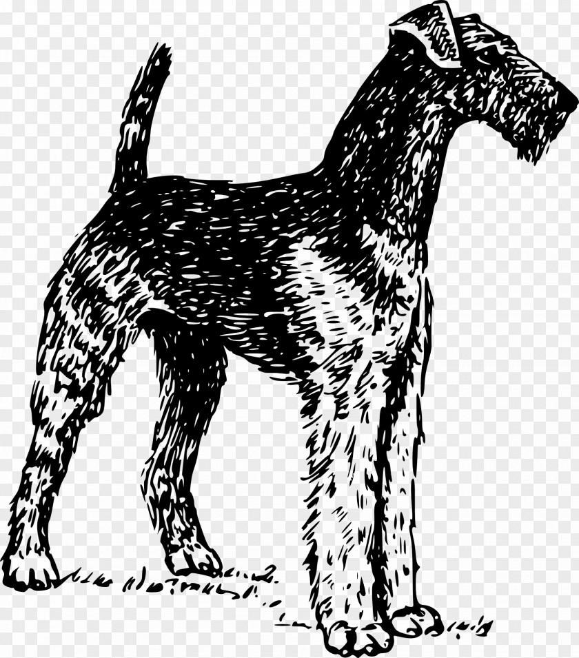 Domestic Animals Airedale Terrier Boston Soft-coated Wheaten Yorkshire Bedlington PNG