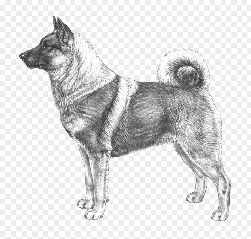 Norwegian Elkhound Black Dog Breed Elchhund Buhund PNG