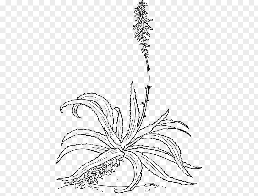 Plant Aloe Vera Drawing Botanical Illustration PNG