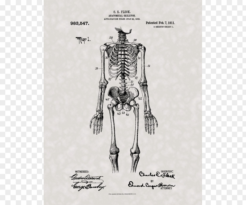 Skeleton Human Anatomy Body PNG