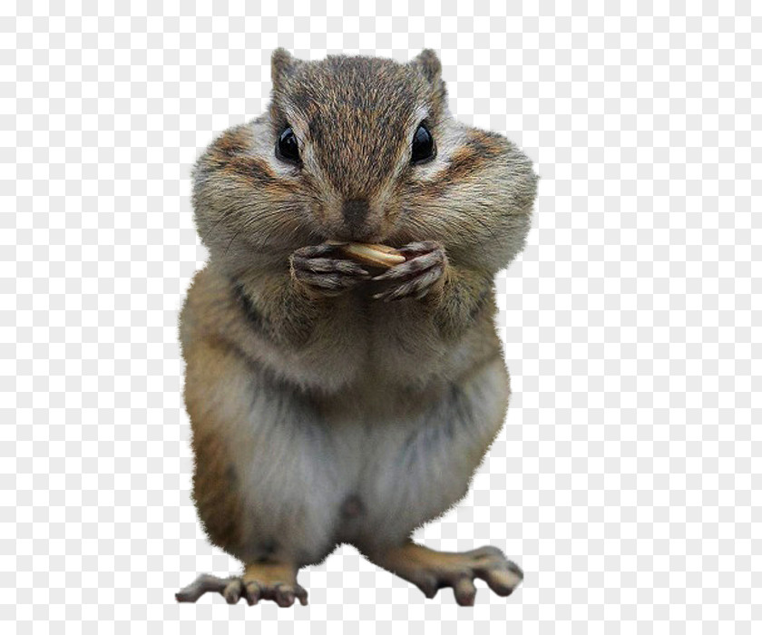 Squirrel Desktop Wallpaper Image Cuteness Chipmunk PNG
