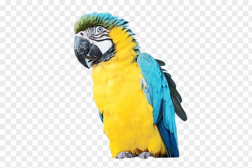 Budgie Pet Colorful Background PNG