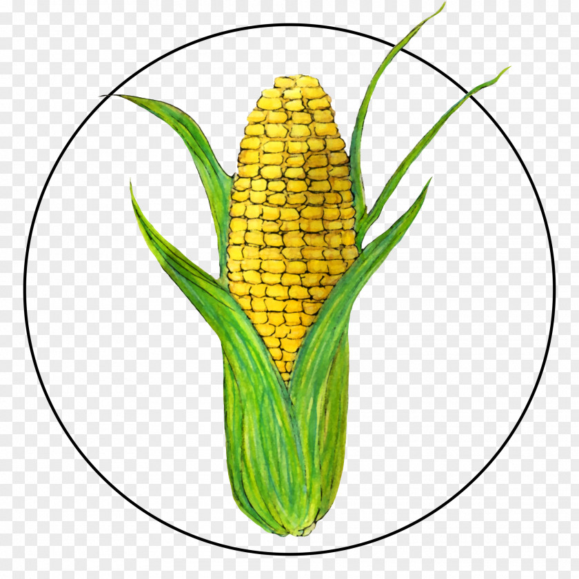 Food Grain Vegetarian Corn On The Cob Sweet Plant Kernels PNG