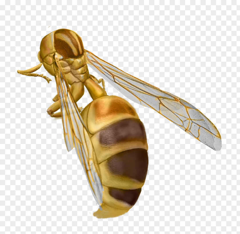 Insect Hornet True Bugs Pollinator PNG