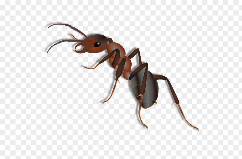 Insect Weevil K2 Cartoon Anthony McPartlin PNG