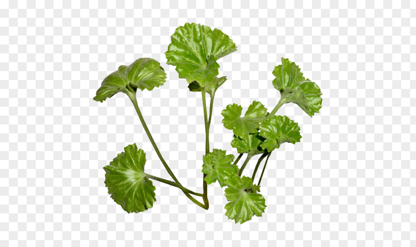 Leaf Parsley Clip Art PNG