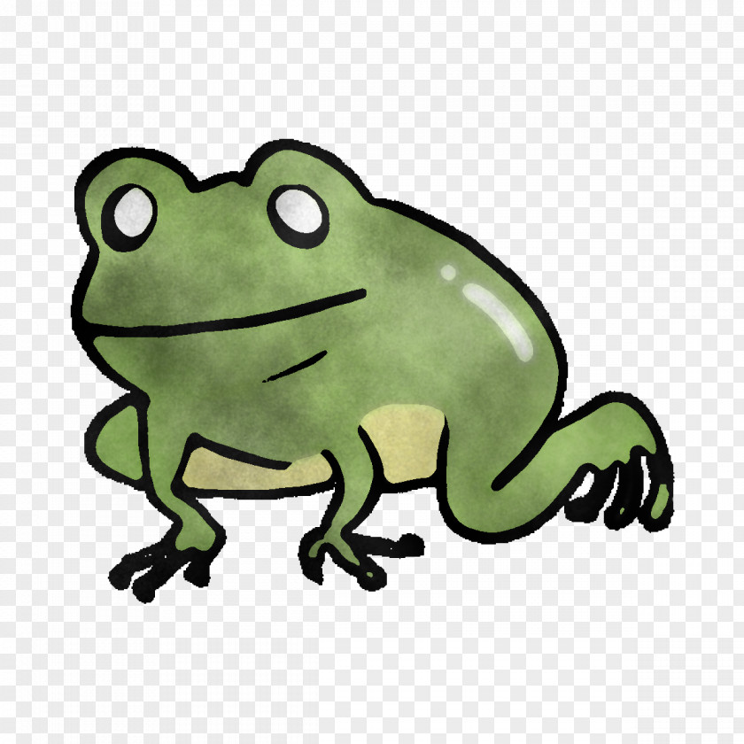 Toad True Frog Tree Amphibians Frogs PNG